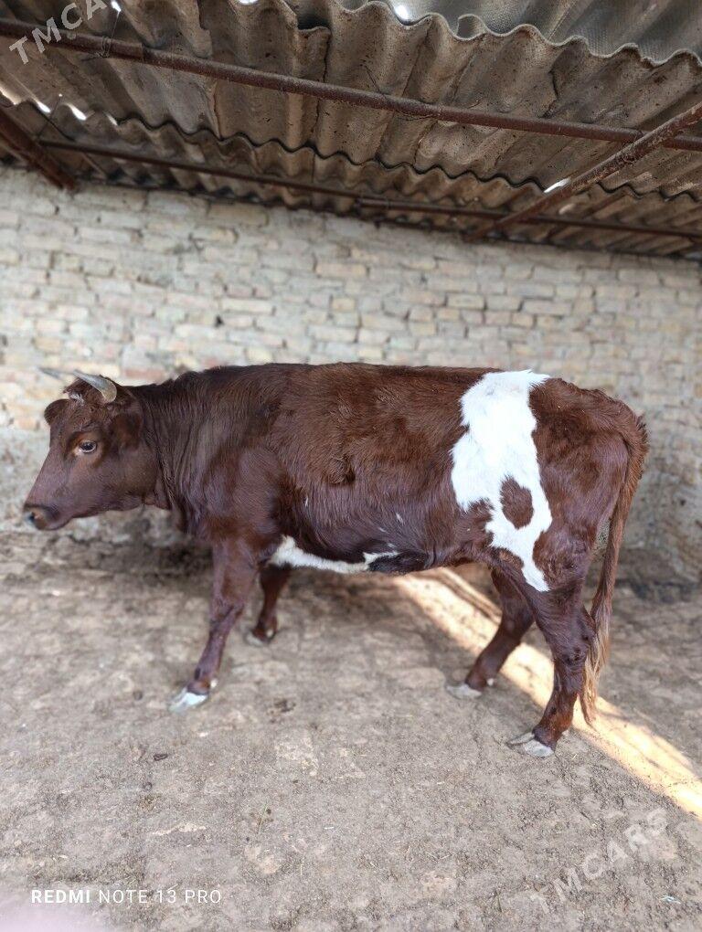 ÝAŞ TÜWE - Ашхабад - img 1