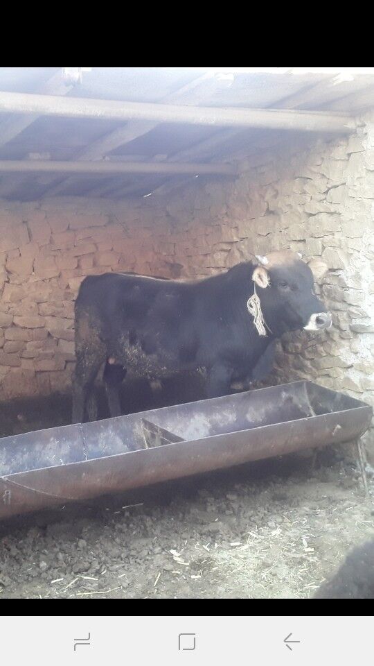 Bakylan öküzler - Magdanly - img 4