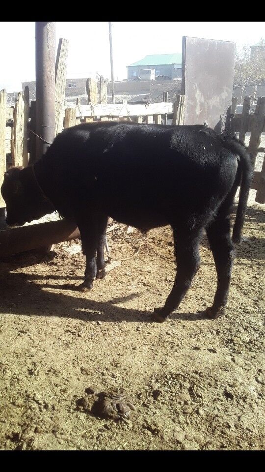 Bakylan öküzler - Magdanly - img 3