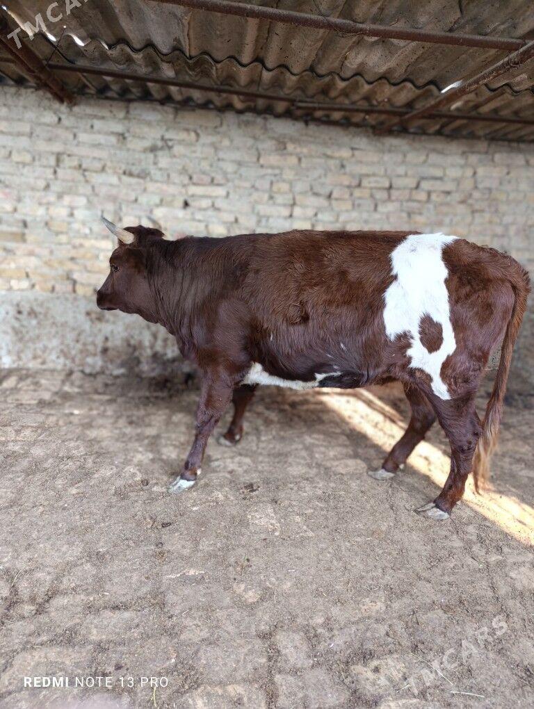 ÝAŞ TÜWE - Ашхабад - img 2