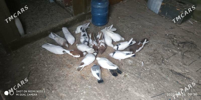 kepderi - Türkmenbaşy - img 2