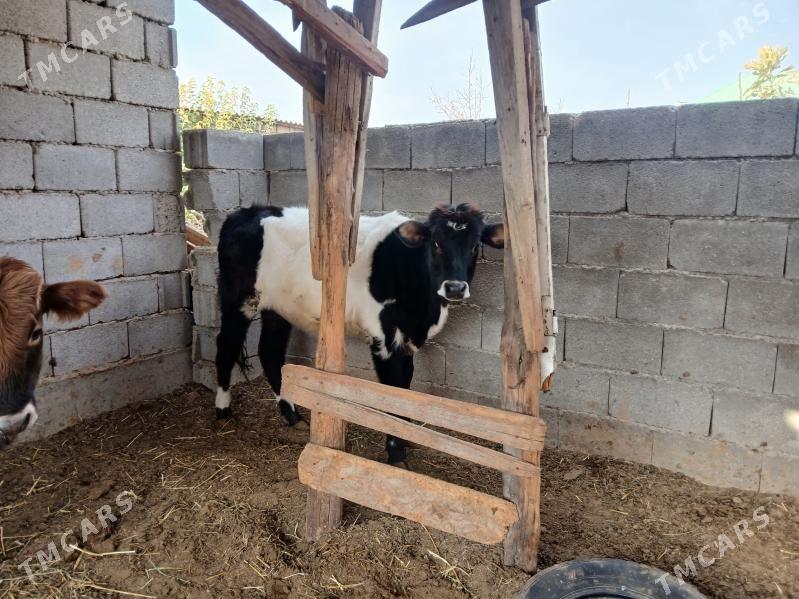 tuwe - Бузмеин - img 1