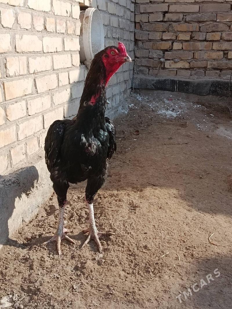 ozbek juje - Туркменабат - img 1