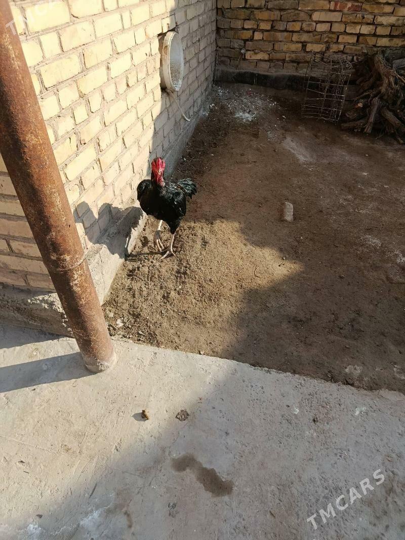 ozbek juje - Туркменабат - img 3