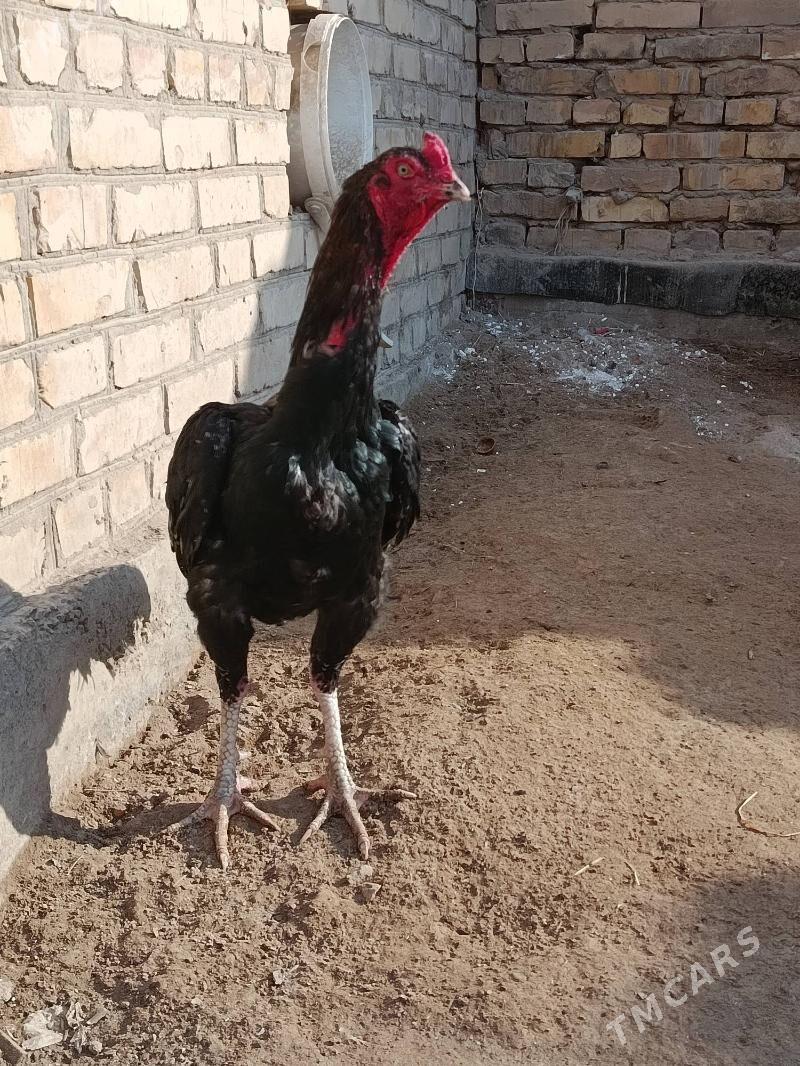 ozbek juje - Туркменабат - img 2