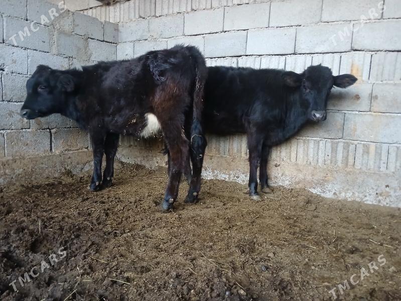 2si bile tuweler - Büzmeýin - img 1