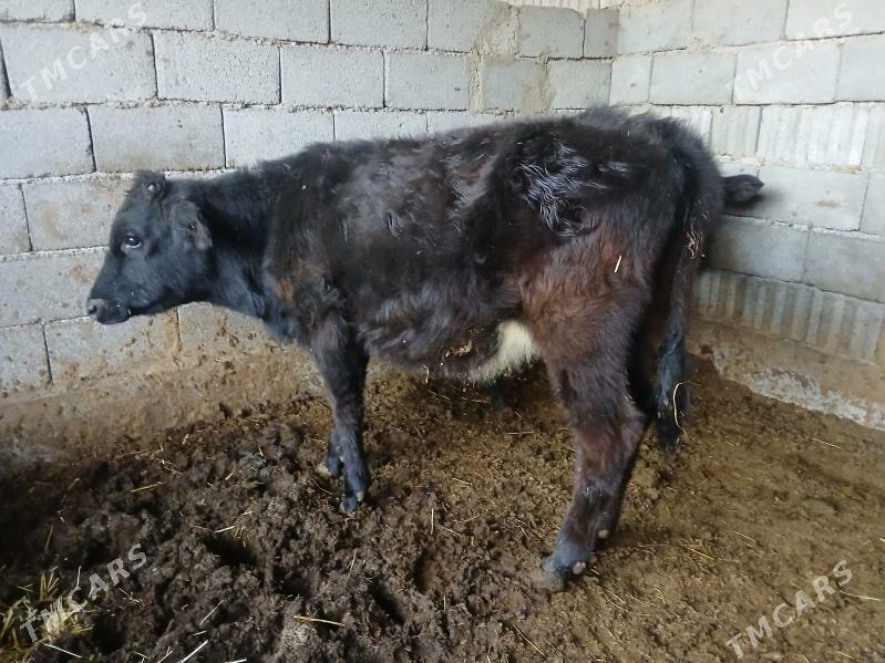 2si bile tuweler - Büzmeýin - img 2