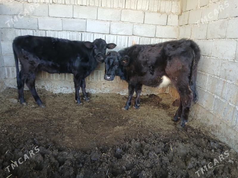 2si bile tuweler - Büzmeýin - img 4