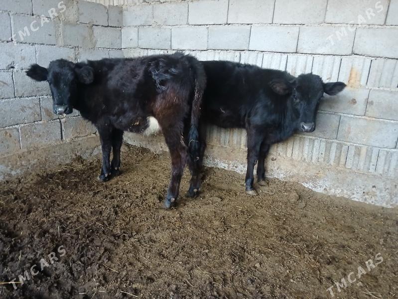 2si bile tuweler - Büzmeýin - img 3