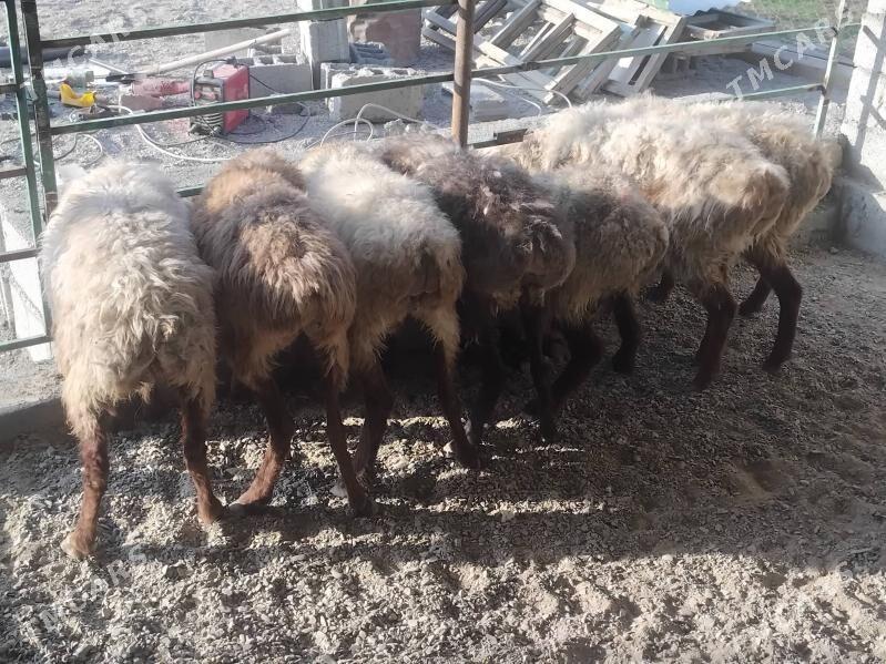 goyun - Гёкдепе - img 2