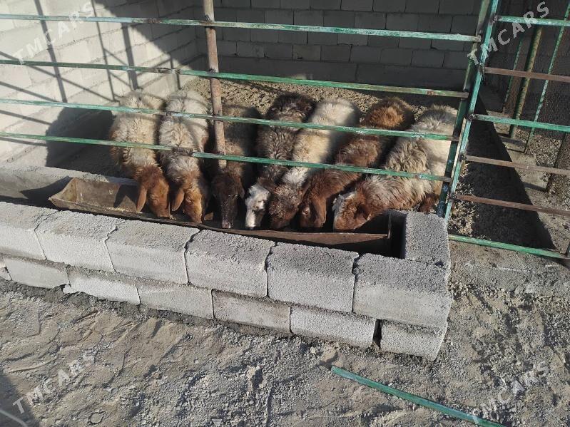 goyun - Гёкдепе - img 1