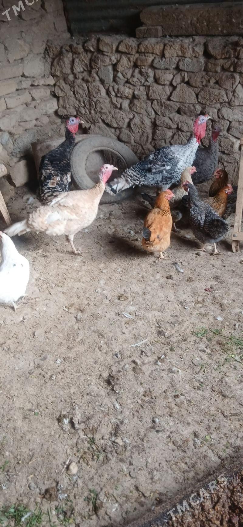 towuk - Гызыларбат - img 1