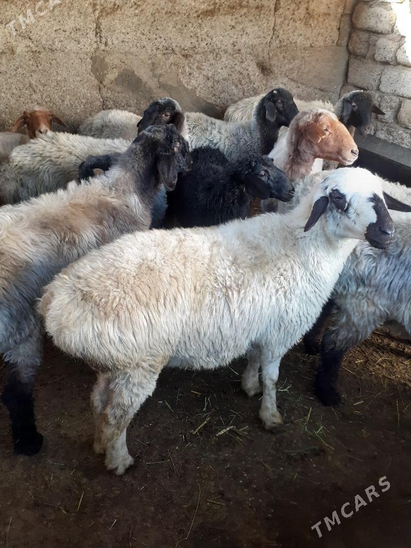 Goyun - Шор дача - img 2