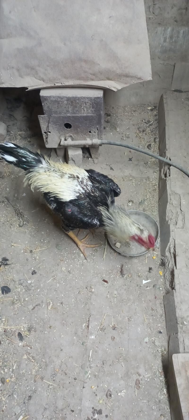 энаси узбек отаси айванча - Шабатский этрап - img 1