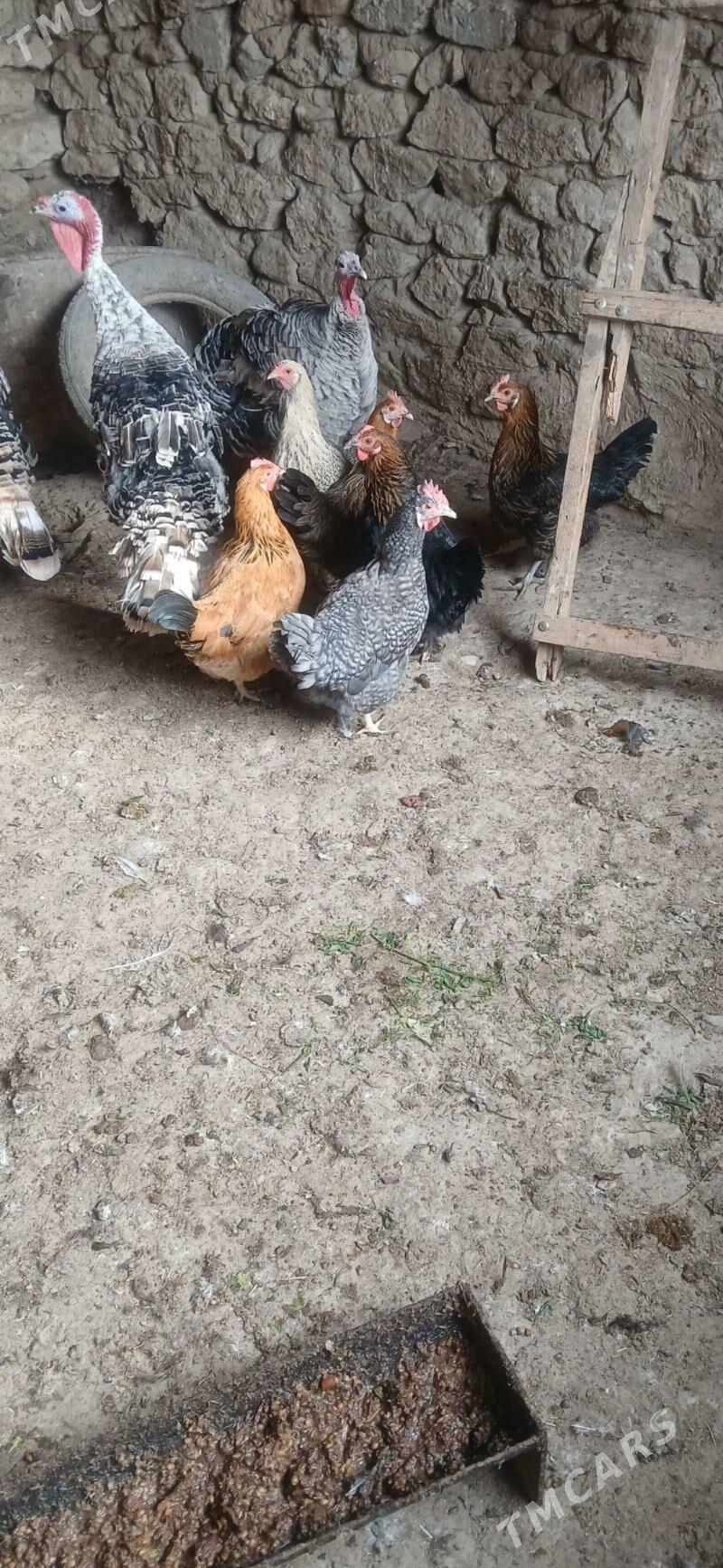 towuk - Гызыларбат - img 2