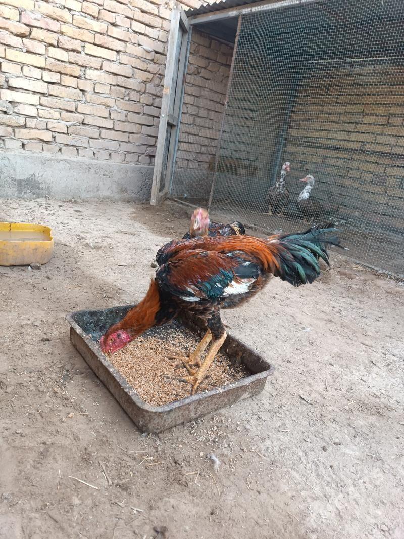 Bayes jujeler - Farap - img 1