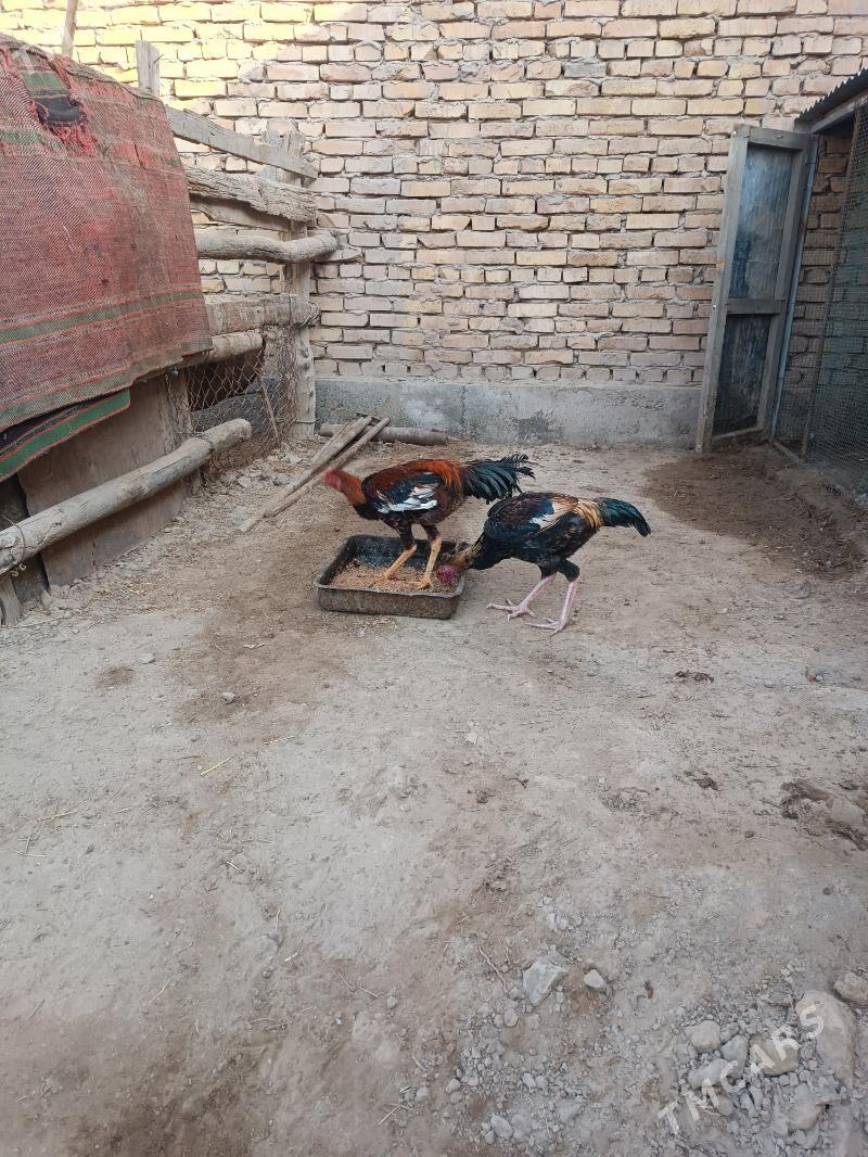 Bayes jujeler - Farap - img 3