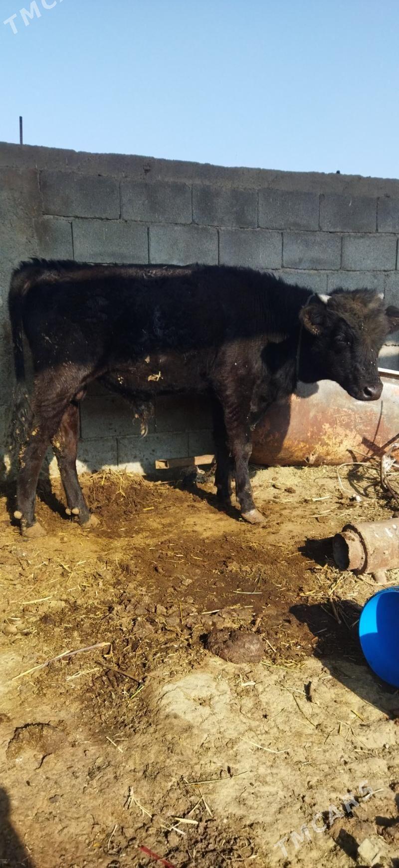 Okuz - Arzuw - img 1