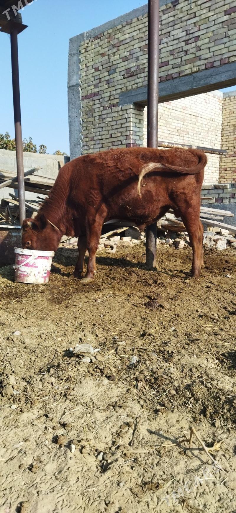 Okuz - Arzuw - img 4