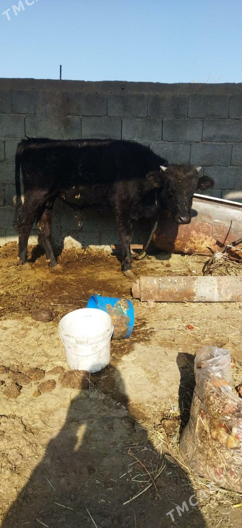 Okuz - Arzuw - img 5