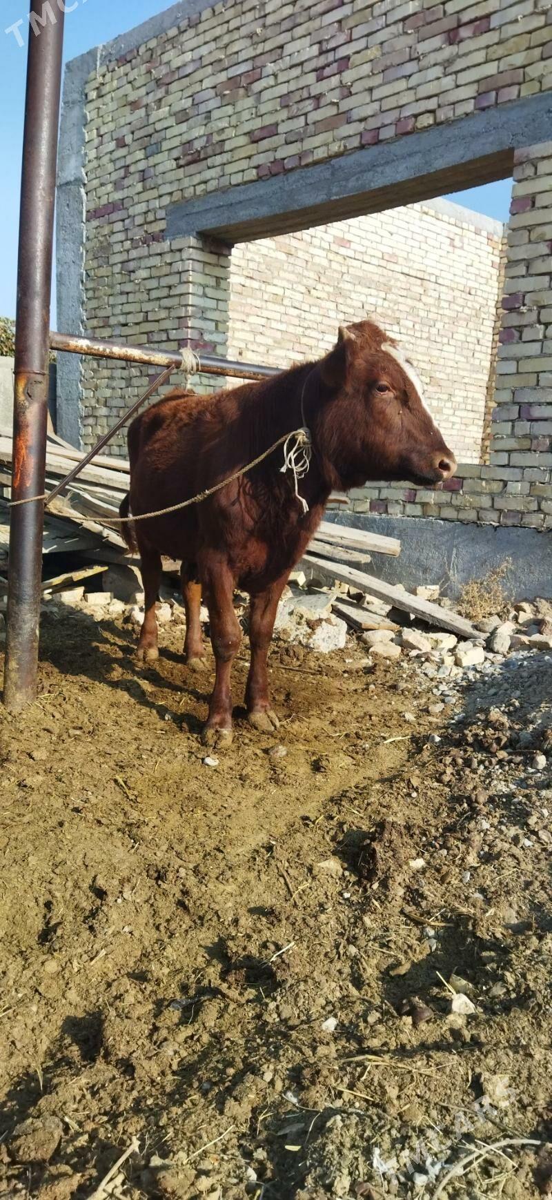 Okuz - Arzuw - img 3