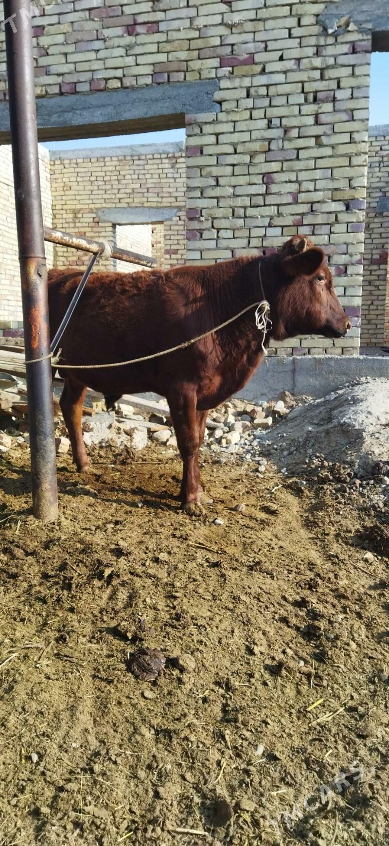 Okuz - Arzuw - img 2