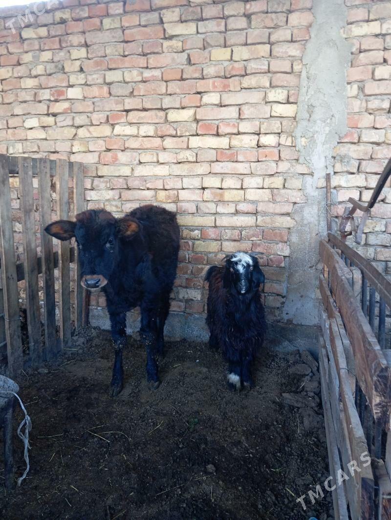 Okuz - Gurtly - img 1