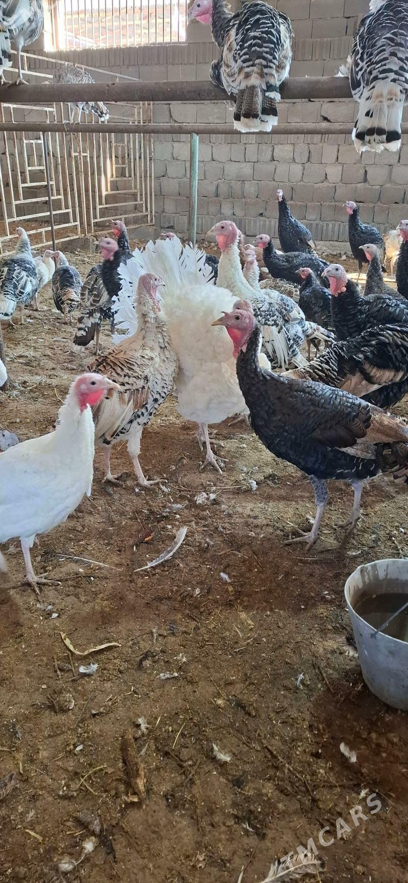 induk gus - Sakarçäge - img 2