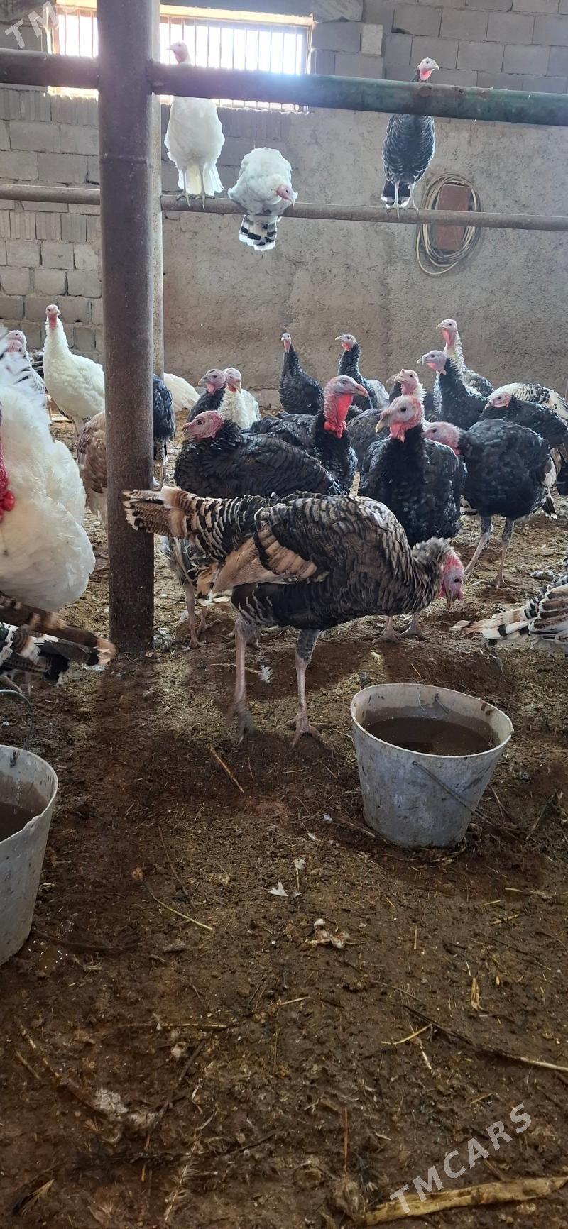 induk gus - Sakarçäge - img 3