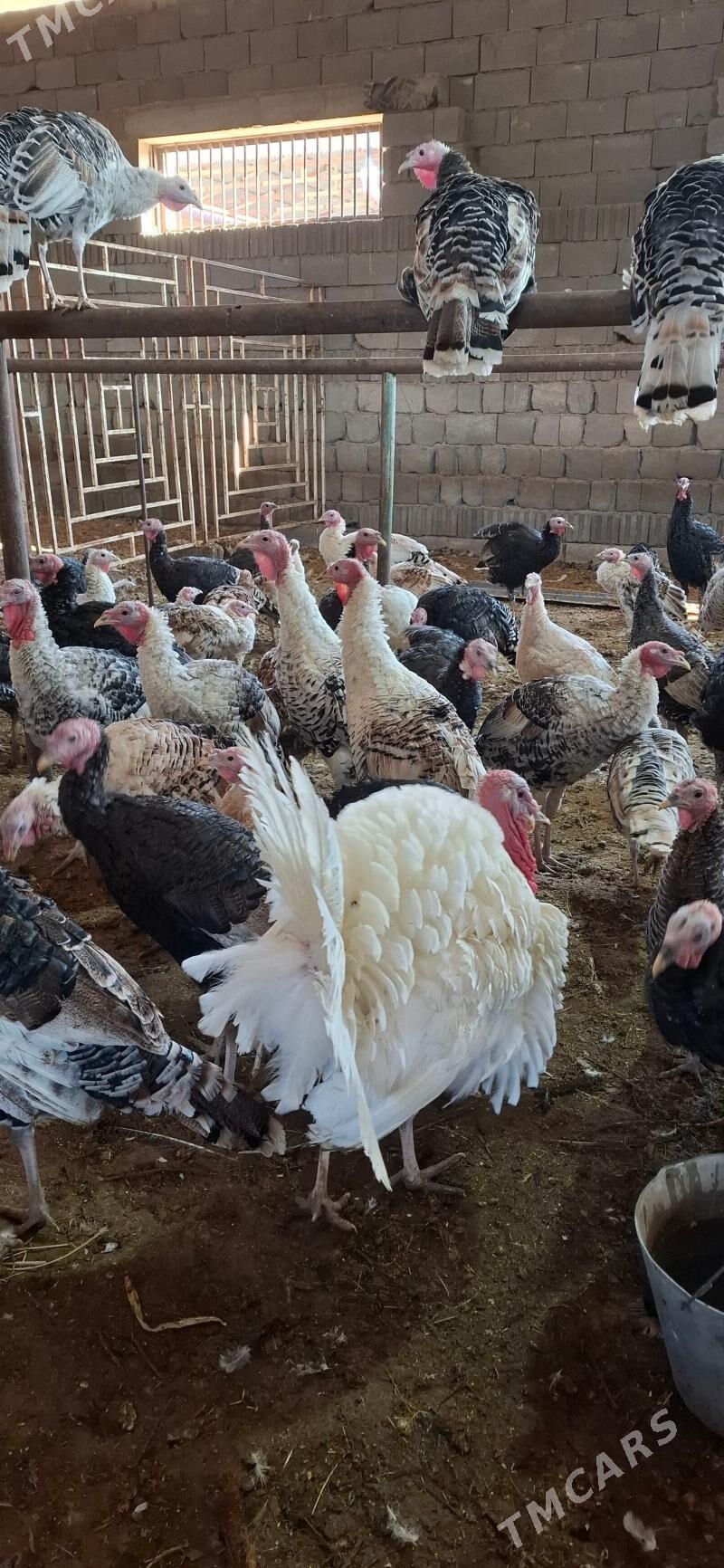 induk gus - Sakarçäge - img 1