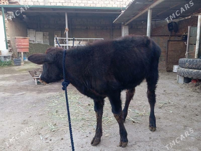 Okuz - Gurtly - img 2