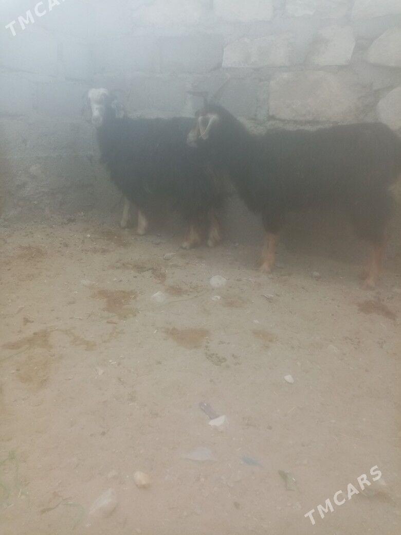 Geci we erkec - Гумдаг - img 1