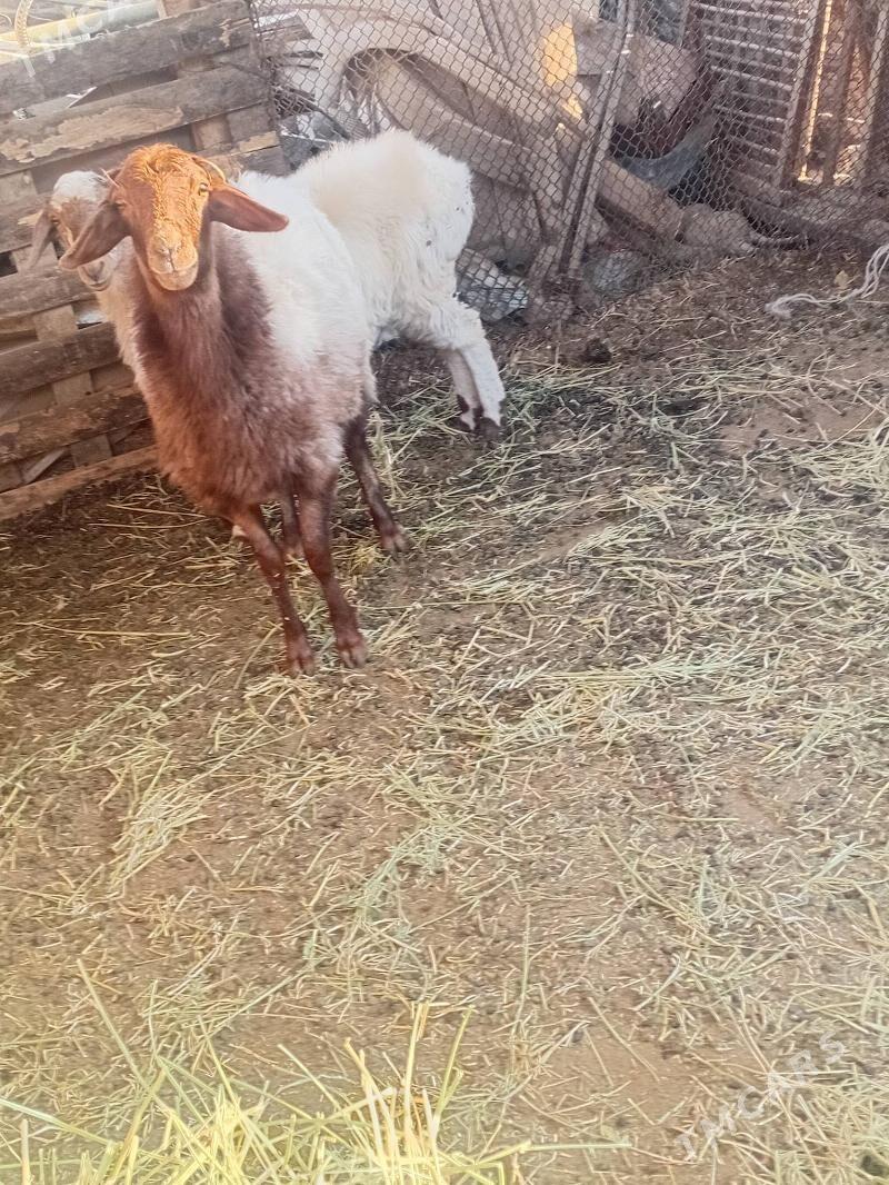 goýun - Gypjak - img 2