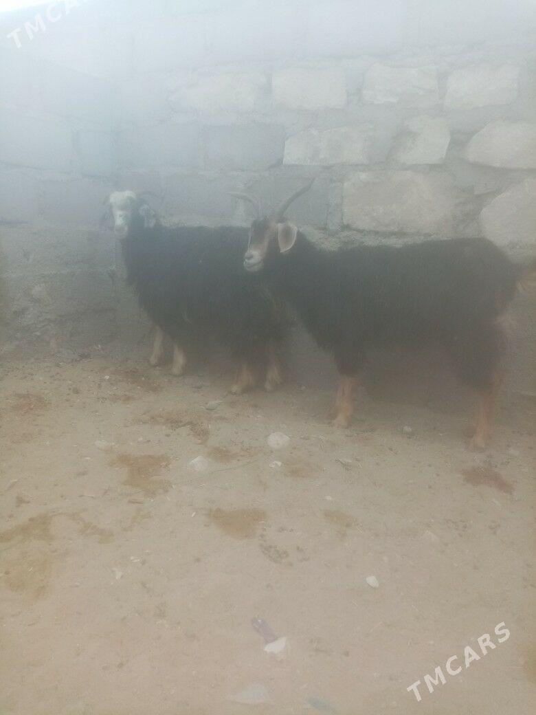 Geci we erkec - Гумдаг - img 2