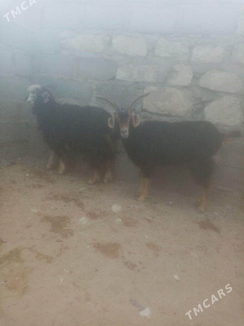 Geci we erkec - Гумдаг - img 3