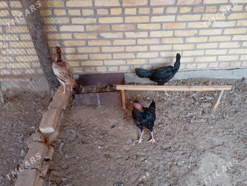 baýes towuklar - Фарап - img 3