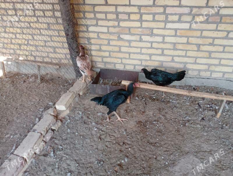 baýes towuklar - Фарап - img 2