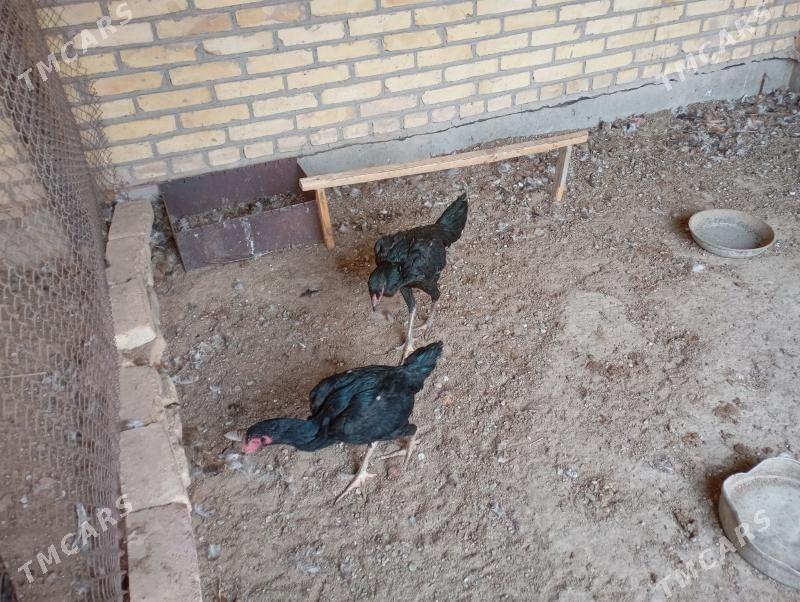 baýes towuklar - Фарап - img 1