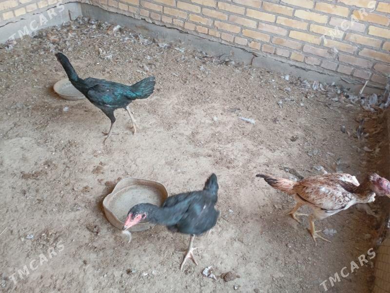 baýes towuklar - Фарап - img 4