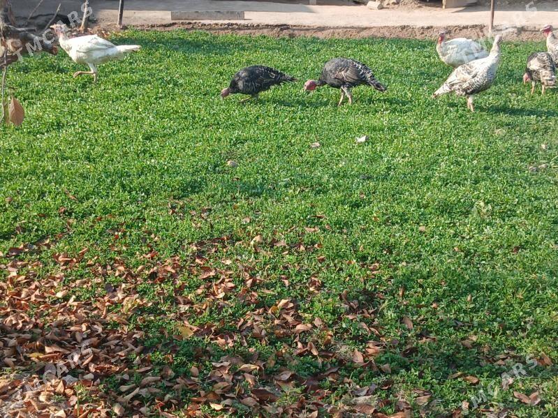 hudyk - Чарджоу - img 2