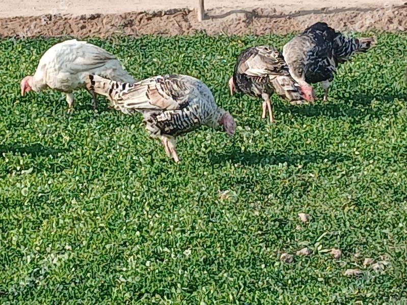 hudyk - Чарджоу - img 1