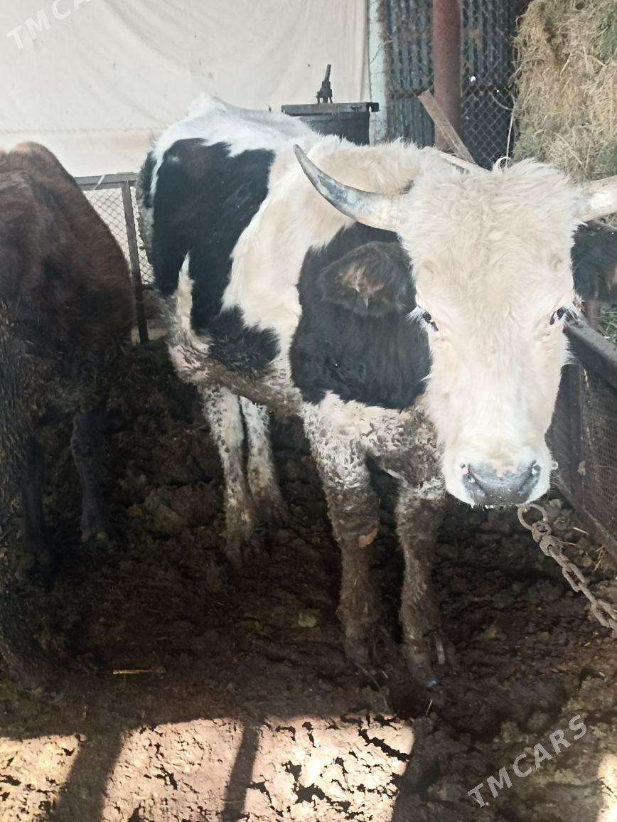 okuz - Ýaşlyk - img 1