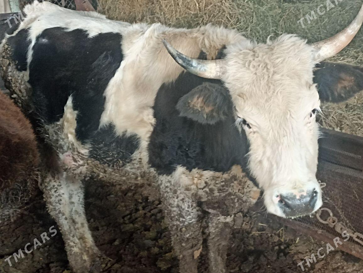 okuz - Ýaşlyk - img 4