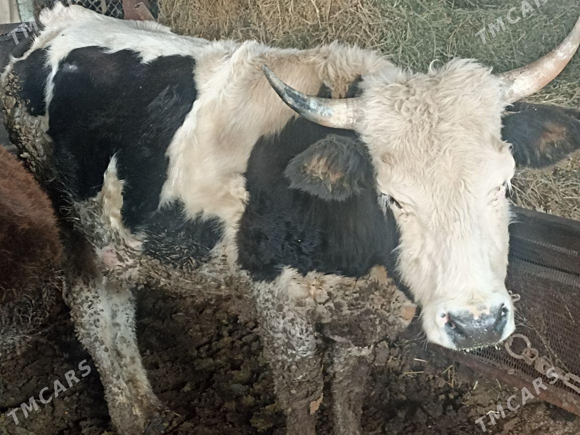 okuz - Ýaşlyk - img 3