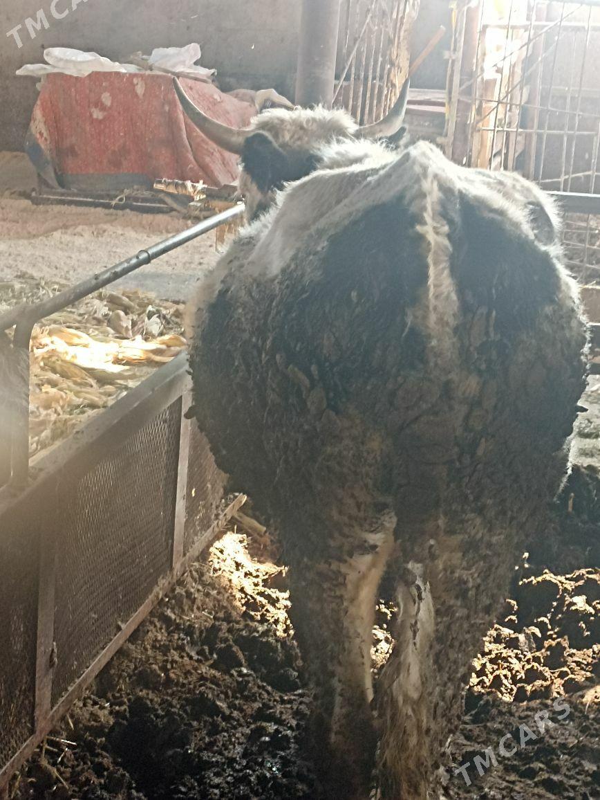 okuz - Ýaşlyk - img 2