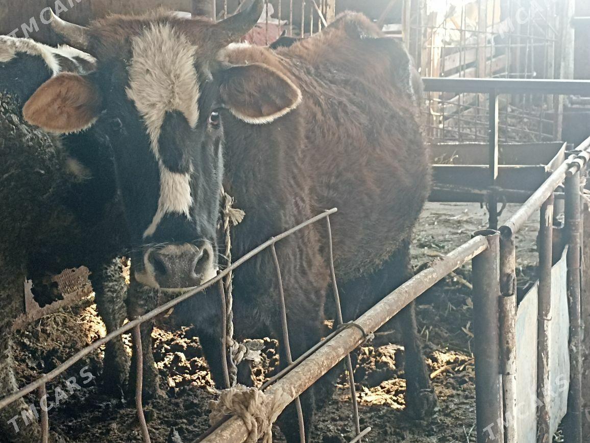 Tuwe - Яшлык - img 1