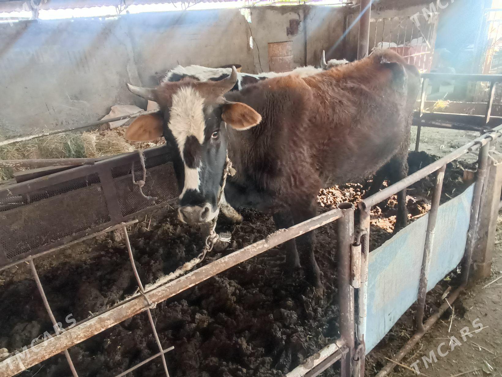 Tuwe - Яшлык - img 2