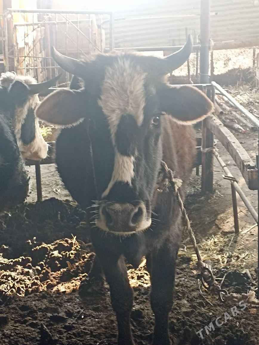 Tuwe - Яшлык - img 4