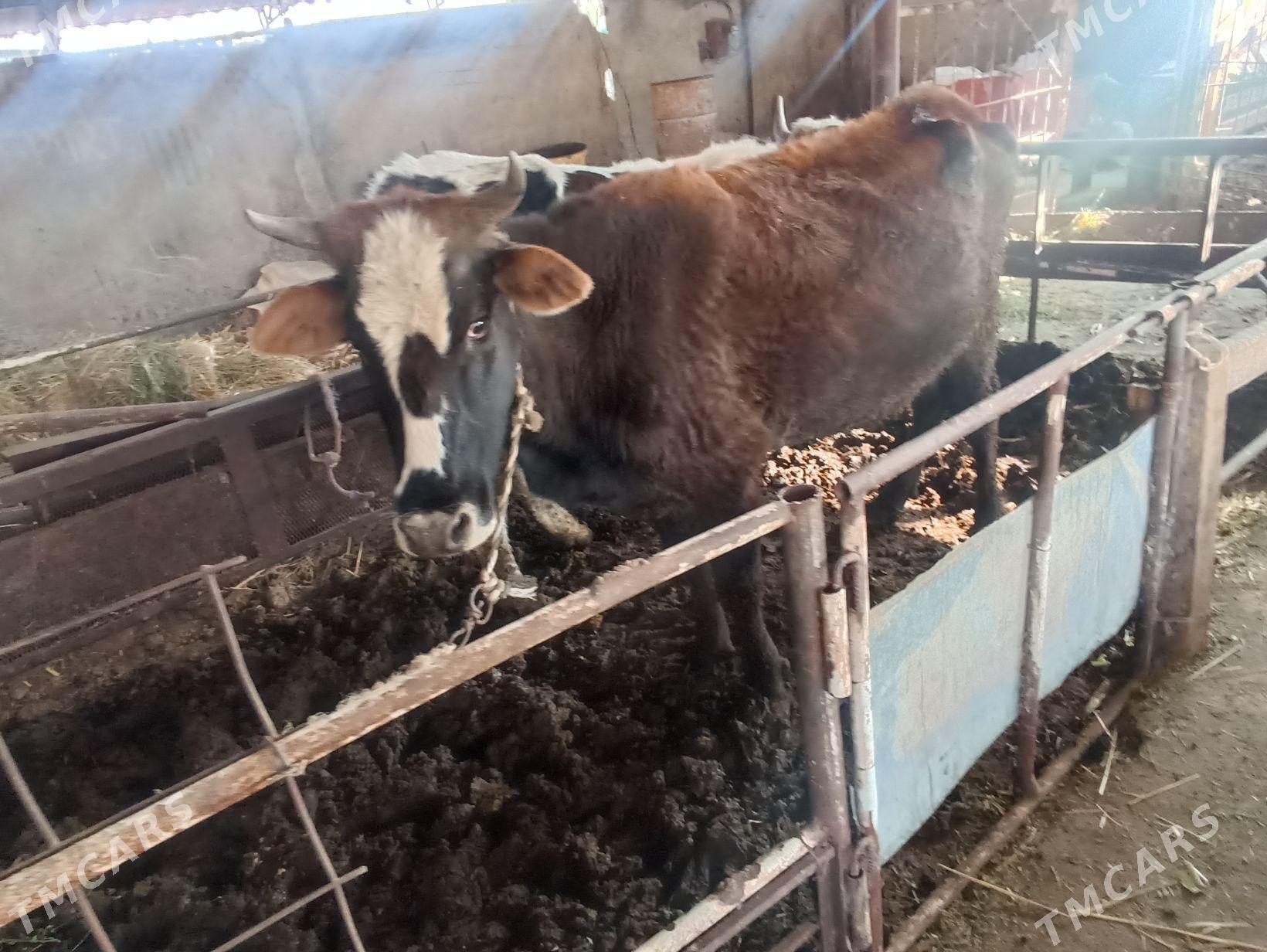 Tuwe - Яшлык - img 3