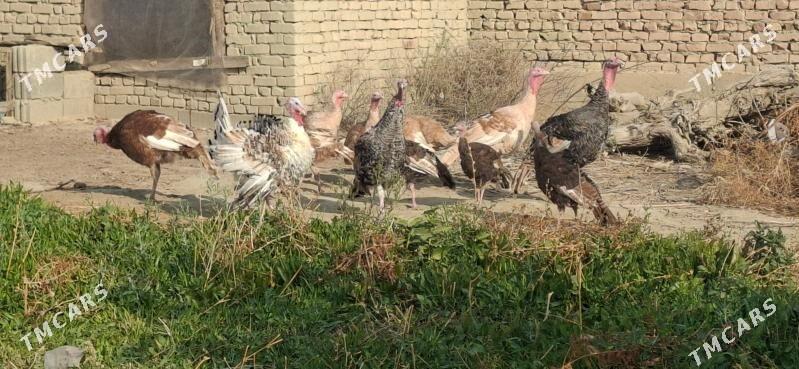 Induk - Bäherden - img 2